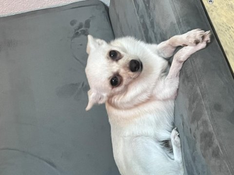 Ücretsiz sahiplendirme chihuahua