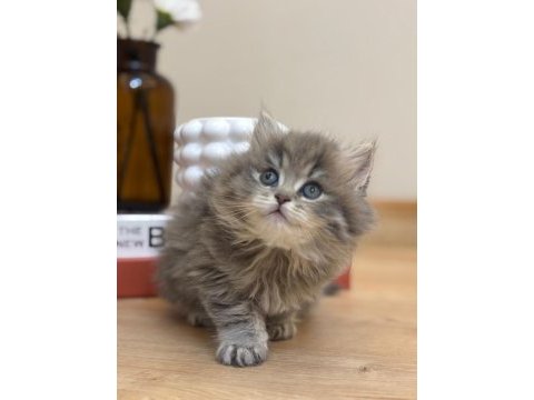 2 aylık 17 adet sağlık garantili british longhair yavrular