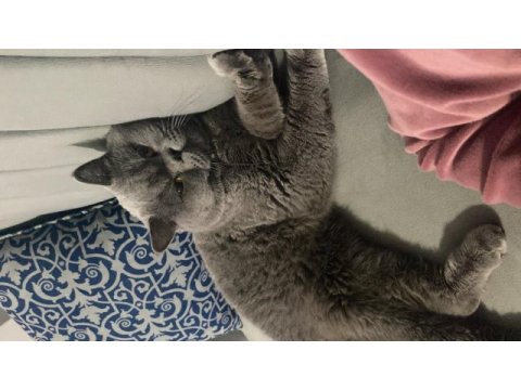 British shorthair kedisi