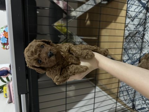 5 haftalık teacup poodle