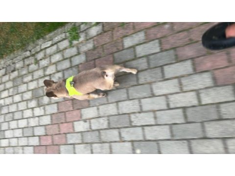 Orijinal ve sağlıklı french bulldog