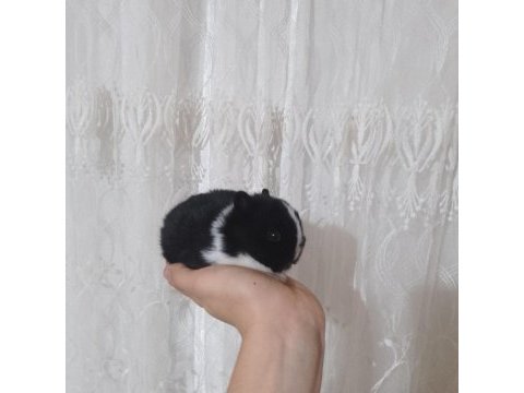 Orjinal cüce yavru tavşan