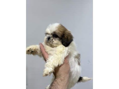 Pamuk shih tzu yavrularım