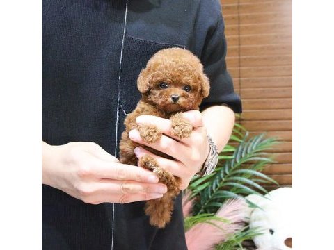 Korean export toy poodle bebeklerımız