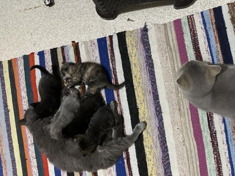 Kırk günlük yavru kediler