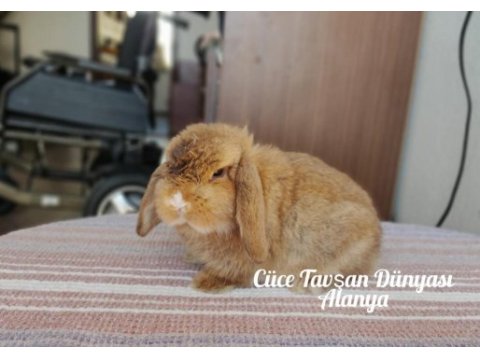 Cüce lop/miniatur lop cüce tavşan çiftliği