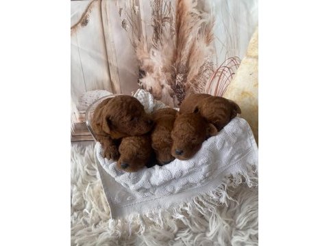 Red brown silver apricot beyaz poodle yavrularım