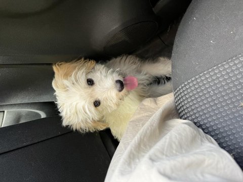 Aşırı oyuncu maltipoo yavrumu sahiplendirmek istiyorum