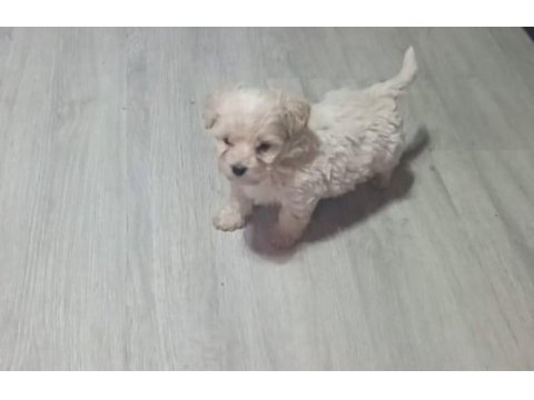 Teacup maltipoo yavrularımız