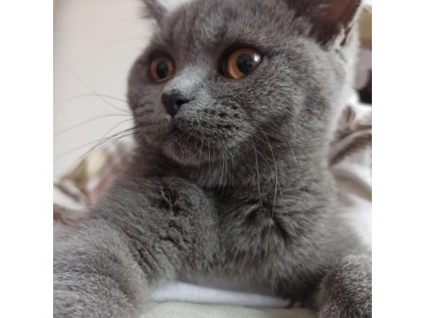 Kayseri 5-6 aylık yavru scottish fold