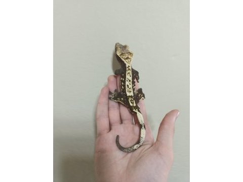 Satılık yetişkin damızlık crested geco