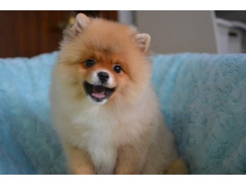 Bebekler bebeği pomeranian boo
