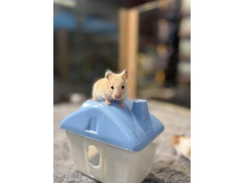 Rengarenk hamster minişler