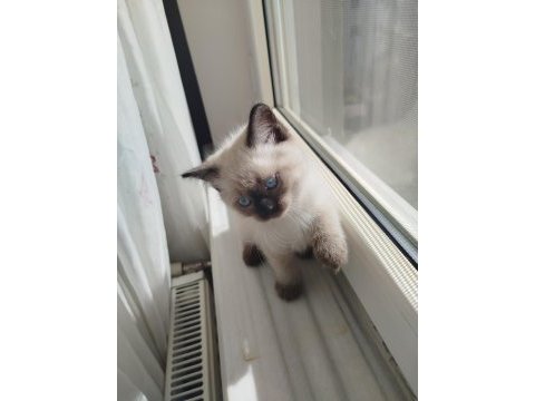 British shorthair erkek yavru