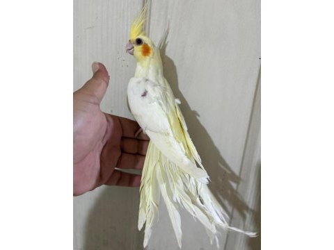 60 günlük kusursuz lutino bebek sultan papağanı