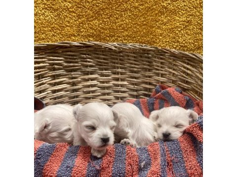 Sıfır numara maltese köpekler