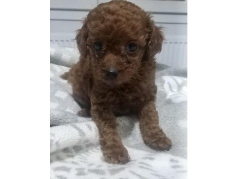 Kore dark red erkek yavru poodle