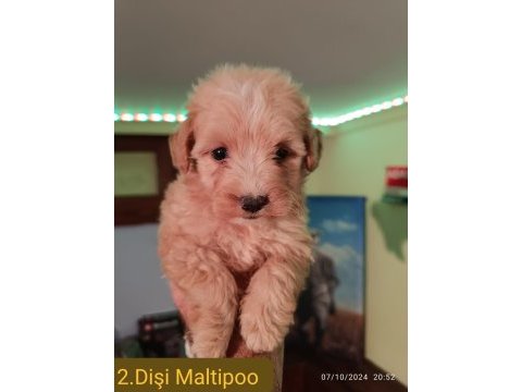 Maltipoo yavrular