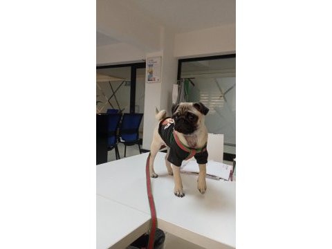 5 aylık dişi pug