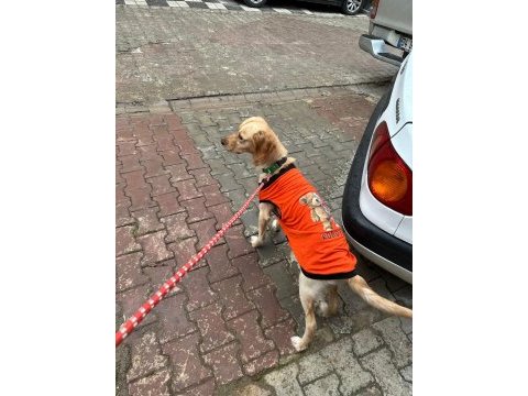 Bu tatlı golden retriever kıza yuva arıyoruz