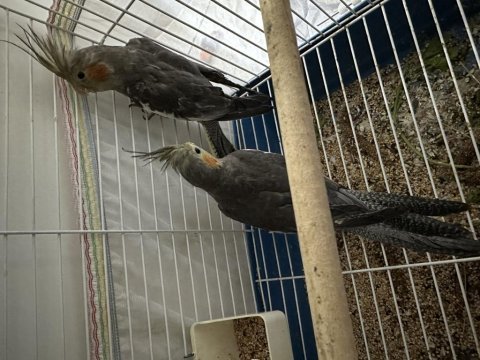 2 adet yeni yeme düşmüş grey yavru sultan papağanı