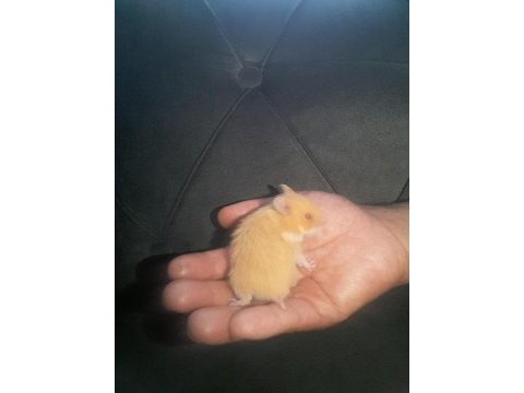 Hamster gonzales ve sryıa yavru ve yetişkin