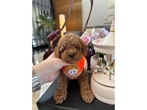 Kore kan toy poodle red yavrular 0 boy