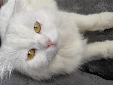 Paşa kedimiz badem
