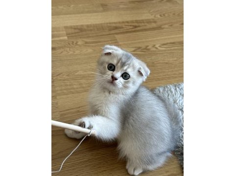 Oyuncu scottish fold kedimize yuva
