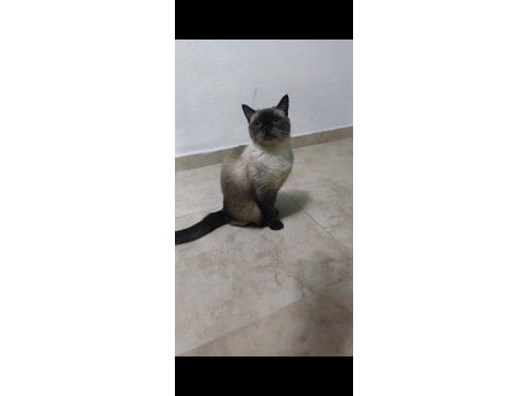 British shorthair 1 buçuk yaşında
