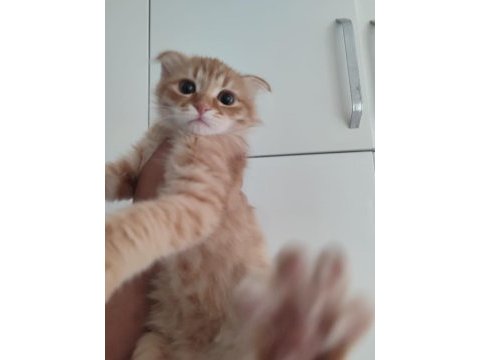 Aşıları ve eğitimleri tam aşırı uyguna scottish fold