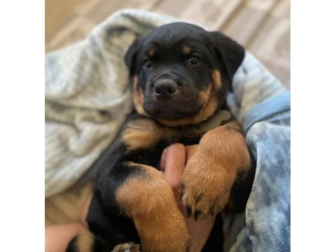 Sağlık ve ırk garantili macar rottweiler yavrular