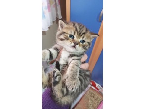 Minik scottish fold yavrularımız