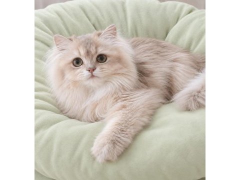 British longhair lilak golden sevimli cana yakın uysal