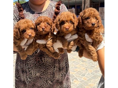 Sevimli toy poodle yavrularımız