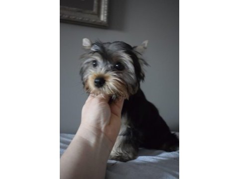 Yorkshire terrier yavrularımız