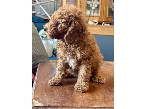 0 no mini toy poodle kızımız