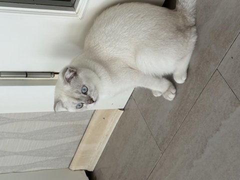 Kedimiz latte için güzel bir yuva arıyoruz