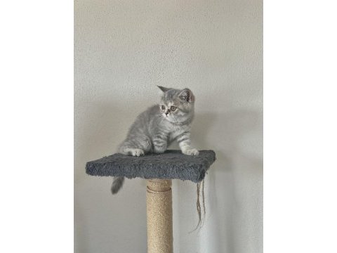 Dışı british shorthair 2.5 aylık yavru kedi