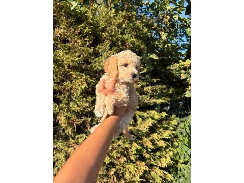 Orijinal maltipoo yavrular sağlıklı ve oyuncu