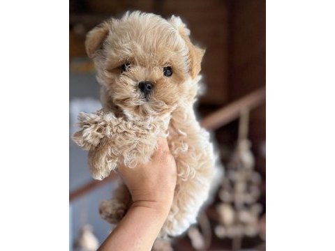 Kore maltipoo yavrular 