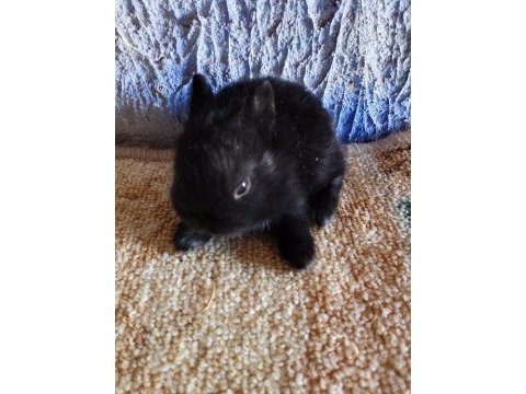 Netherland dwarf hollanda cücesi tavşan