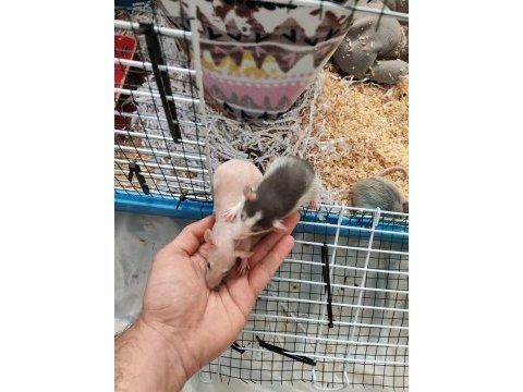 1 aylık dumbo rat yavruları 1 naked 2 husky
