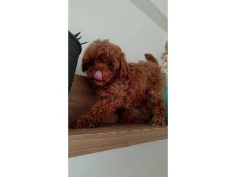 En güzelinden poodle bebeklerimiz hazır