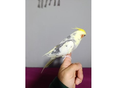 Konuşan sultan papağanımız