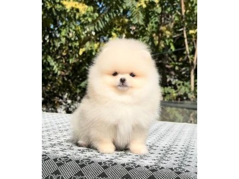Safkan ayı surat pomeranian tüy yumaklarım yuva arıyor