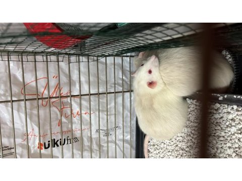 9 aylık erkek ratlarımı sahiplendiriyorum