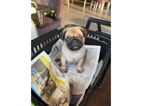 Yavru dişi pug