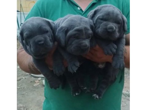 Blue cane corso dişi yavrular