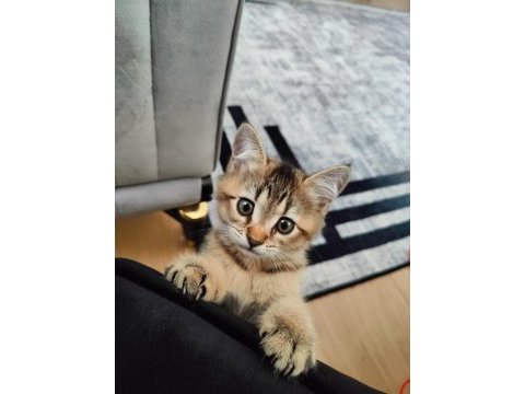 3 aylık british shorthair erkek black gold